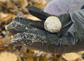 호주, NSW 해변에 정체불명 공 모양 쓰레기 또 발견 Debris balls have washed up on several beaches on NSW's Central Coast. (Central Coast Council )_9NEWS