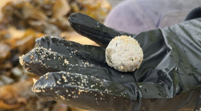 호주, NSW 해변에 정체불명 공 모양 쓰레기 또 발견 Debris balls have washed up on several beaches on NSW's Central Coast. (Central Coast Council )_9NEWS