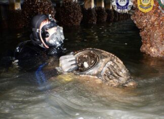 NSW 시드니, 80kg 코카인 잠수 시도한 노르웨이인 2명 징역 Police divers recovered the cocaine and two seabobs used in the attempted smuggling. (NSW Police, AFP, ABF)_9NEWS