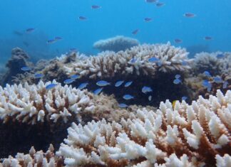 서호주 심각한 해양 열파로 인해 최악의 산호 표백현상 발생 A prolonged marine heatwave has caused the worst coral bleaching event on record for Western Australia. (© AIMS Declan Stick).nine.com.au