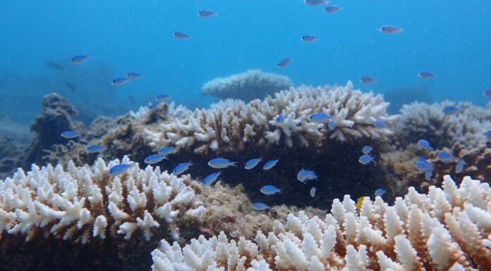 서호주 심각한 해양 열파로 인해 최악의 산호 표백현상 발생 A prolonged marine heatwave has caused the worst coral bleaching event on record for Western Australia. (© AIMS Declan Stick).nine.com.au