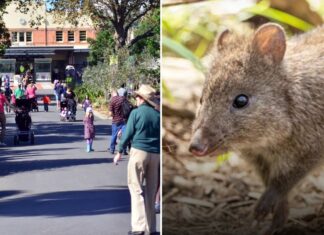 멜버른 동물원에서 여우가 토종 동물 세마리를 죽이다 Three potoroos were killed by a fox several weeks ago at the Melbourne Zoo. Credit Getty ImagesMelbourne Zoo, 7news