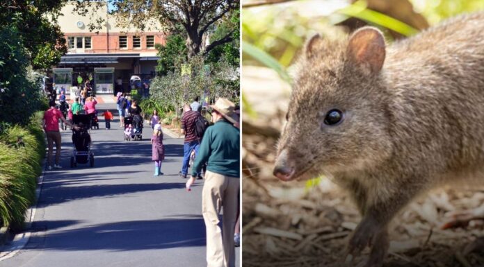 멜버른 동물원에서 여우가 토종 동물 세마리를 죽이다 Three potoroos were killed by a fox several weeks ago at the Melbourne Zoo. Credit Getty ImagesMelbourne Zoo, 7news