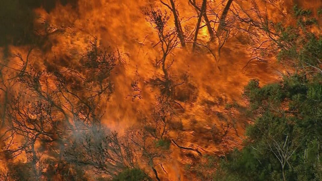 A bushfire in Sydney last year. (9News)