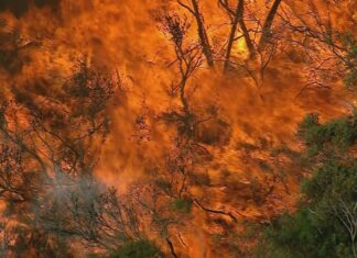 호주 NSW, 산불 위험 시즌 대비 경고 A bushfire in Sydney last year. (9News)