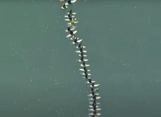 호주 시드니, 상어 공격 희생자 추모 서핑 행사 They held hands or locked arms during the paddle out. Picture Channel 7