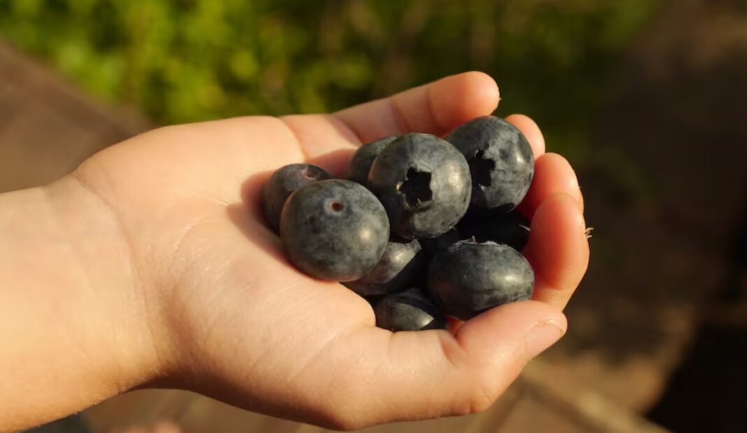 Advertised as a superfood, blueberry consumption in Australia has significantly increased over the last few decades. (ABC News Benjamin Sveen)