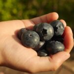 18.Advertised as a superfood, blueberry consumption in Australia has significantly increased over the last few decades. (ABC News Benjamin Sveen)