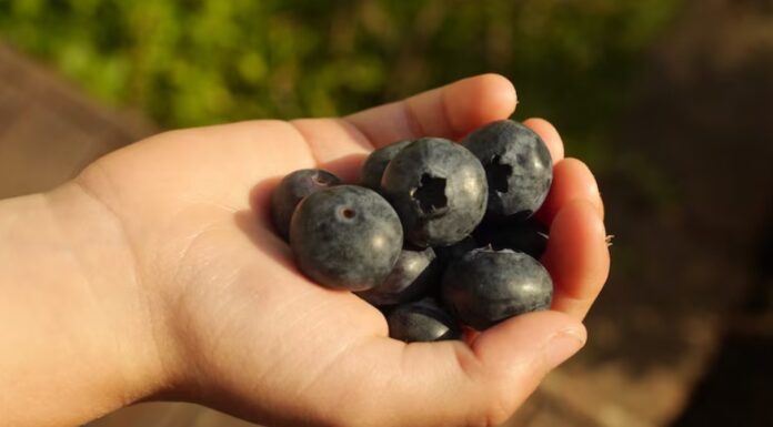호주 NSW 블루베리에서 사용 금지된 농약 검출 Advertised as a superfood, blueberry consumption in Australia has significantly increased over the last few decades. (ABC News Benjamin Sveen)