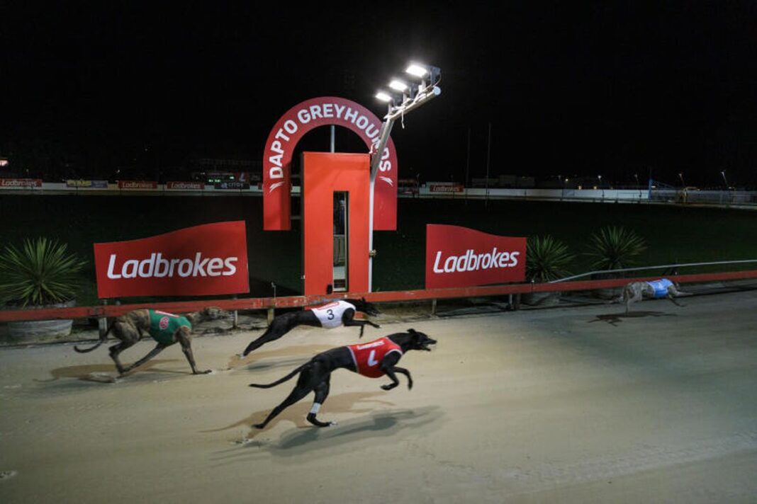 .Since 1937 greyhounds have raced at the South Coast circuit, a venue known on a global stage. (Sydney Morning Herald)