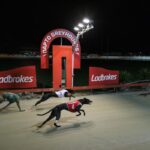 3.Since 1937 greyhounds have raced at the South Coast circuit, a venue known on a global stage. (Sydney Morning Herald)