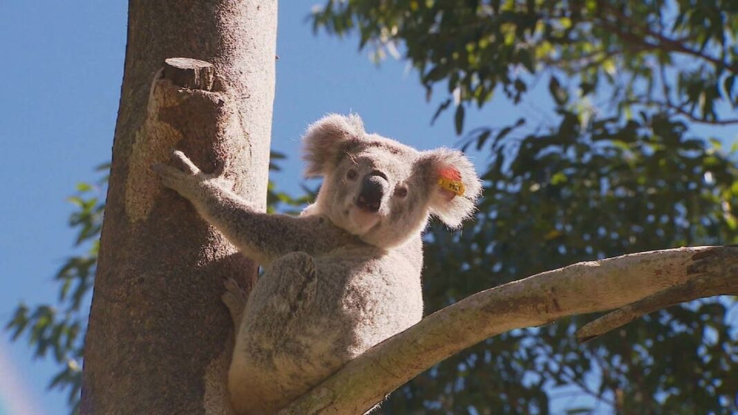 Koala habitats in New South Wales are under threat. (Nine)