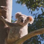 4.Koala habitats in New South Wales are under threat. (Nine)