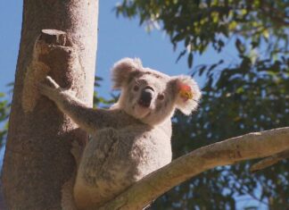 호주 NSW 목재산업, 코알라 국립공원 설립에 반발 Koala habitats in New South Wales are under threat. (Nine)