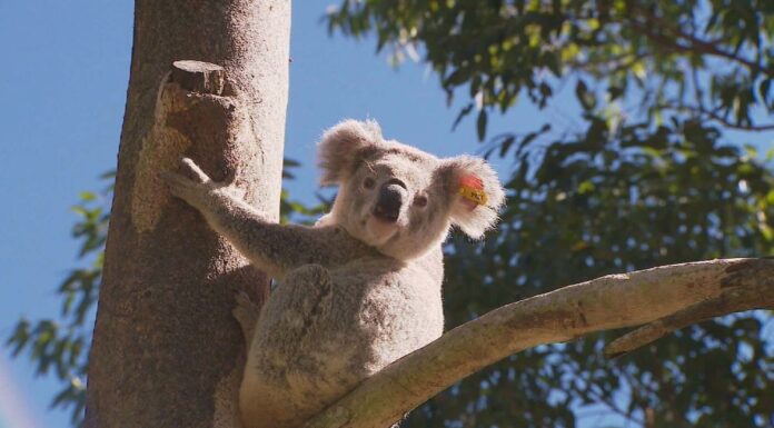호주 NSW 목재산업, 코알라 국립공원 설립에 반발 Koala habitats in New South Wales are under threat. (Nine)