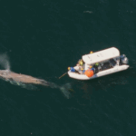 7.Rescue organisations worked to free the whale in high winds and rough seas. (Nine)