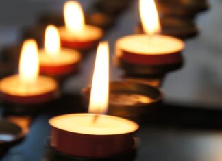 호주 NSW에서 개에 공격당한 10대 소녀 병원에서 사망 eli solitas_unsplash