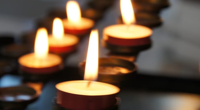 호주 NSW에서 개에 공격당한 10대 소녀 병원에서 사망 eli solitas_unsplash