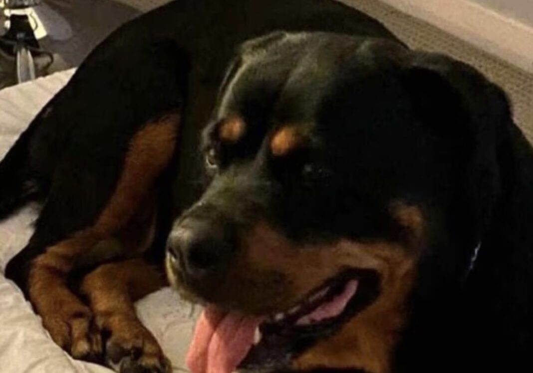 A man who claimed his dog had to be euthanised after it was assaulted by a group of people while he was in a nearby shop in NSW has been accused of making a false police report. Picture Supplied._news.com.au