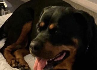 호주 NSW 뉴캐슬, 개 학대 거짓 신고 혐의 남성 기소 A man who claimed his dog had to be euthanised after it was assaulted by a group of people while he was in a nearby shop in NSW has been accused of making a false police report. Picture Supplied._news.com.au