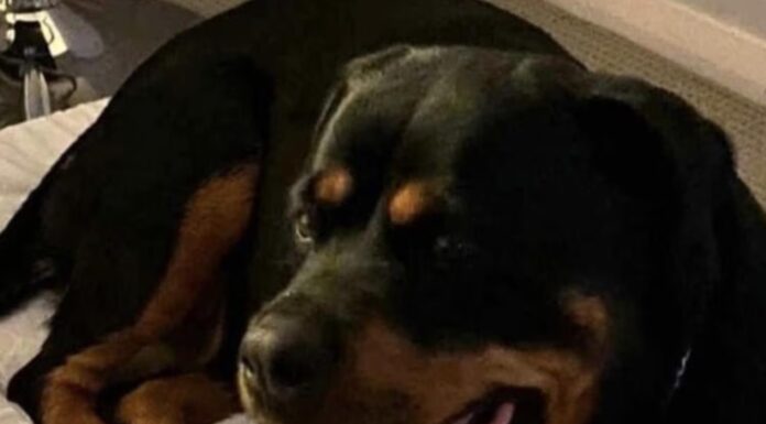 호주 NSW 뉴캐슬, 개 학대 거짓 신고 혐의 남성 기소 A man who claimed his dog had to be euthanised after it was assaulted by a group of people while he was in a nearby shop in NSW has been accused of making a false police report. Picture Supplied._news.com.au