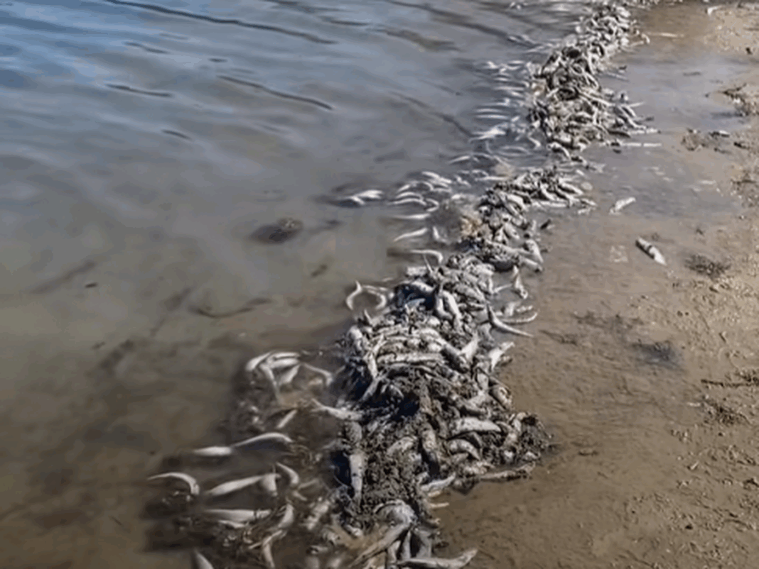 .(Save Our Southern Gold Coast)_9news