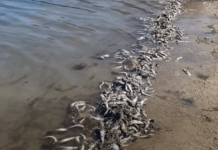 호주 골드코스트, 집단 폐사한 물고기에도 “수질은 안전” .(Save Our Southern Gold Coast)_9news