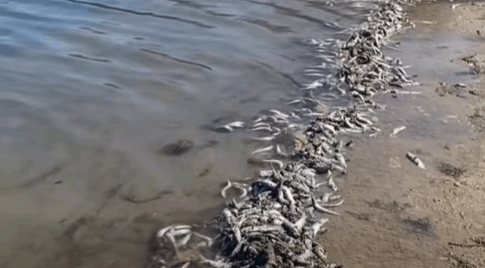 호주 골드코스트, 집단 폐사한 물고기에도 “수질은 안전” .(Save Our Southern Gold Coast)_9news