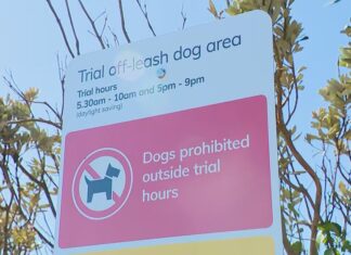시드니 모나베일해변, 목줄 없는 반려견 산책가능 1년간 시험 12-month leash-free dog trial comes into effect on Mona Vale Beach. (Nine)