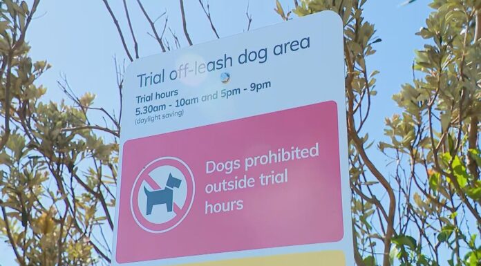 시드니 모나베일해변, 목줄 없는 반려견 산책가능 1년간 시험 12-month leash-free dog trial comes into effect on Mona Vale Beach. (Nine)