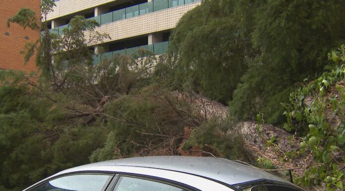 호주 남동부, 10월 22일 강풍·폭풍 경보…최대 시속 130km 강풍 예고 Strong winds and storms forecast for Victoria tomorrow could topple entire trees. (Nine)