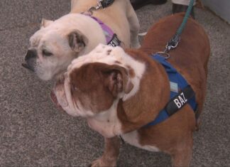 호주 시드니 노스쇼어, 개 짖는 소리 이유로 독살 협박 편지 받아 The family's 12-year-old bulldogs Penelope and Barrington were the target of the threat. (9News)