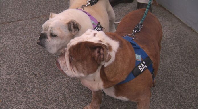 호주 시드니 노스쇼어, 개 짖는 소리 이유로 독살 협박 편지 받아 The family's 12-year-old bulldogs Penelope and Barrington were the target of the threat. (9News)