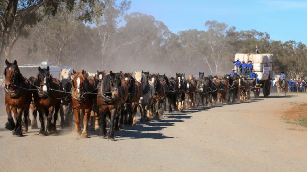 The dust rose as the team of 62 heavy horses pulled the wagon. (Supplied Kim Woods)_ABCNEWS