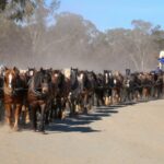5.The dust rose as the team of 62 heavy horses pulled the wagon. (Supplied Kim Woods)_ABCNEWS