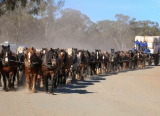 호주 NSW 중량 말 62마리 팀, 굿 올 데이즈 페스티벌에서 세계 기록 달성 The dust rose as the team of 62 heavy horses pulled the wagon. (Supplied Kim Woods)_ABCNEWS
