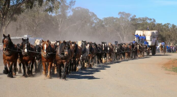 호주 NSW 중량 말 62마리 팀, 굿 올 데이즈 페스티벌에서 세계 기록 달성 The dust rose as the team of 62 heavy horses pulled the wagon. (Supplied Kim Woods)_ABCNEWS