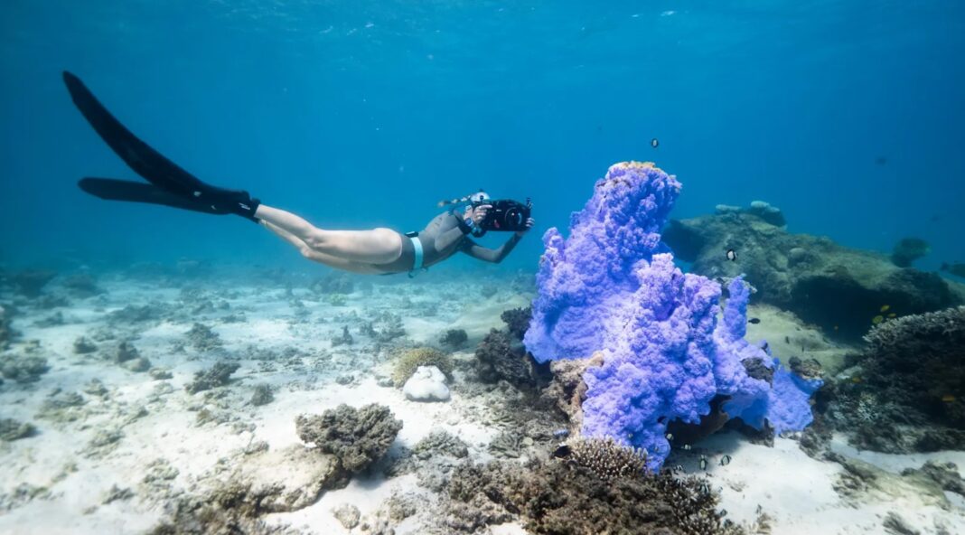 The stunning coral displays of Ningaloo Reef, pictured as the mass bleaching took hold.CreditAnouska Freedman for ACF_smh news