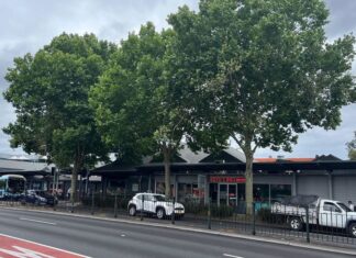 시드니 뉴트럴베이 주민, 가로수로 인한 건강 피해 호소 Aden Barclay claims these plane trees along Military Road in Neutral Bay are making him and other locals sick. (Supplied)_9news