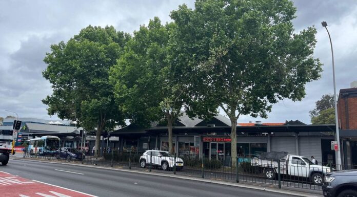시드니 뉴트럴베이 주민, 가로수로 인한 건강 피해 호소 Aden Barclay claims these plane trees along Military Road in Neutral Bay are making him and other locals sick. (Supplied)_9news
