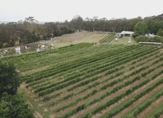 호주 빌핀(Bilpin), 사과 수확량 급감 원인 불명 Shields Orchard has been operating since the 1950s. (Nine)