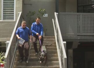 호주 시드니, 캠퍼다운 유닛서 개에게 공격당한 남성 중태 The City of Sydney Council has seized two dogs believed to be involved in the attack. (Nine)