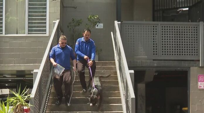 호주 시드니, 캠퍼다운 유닛서 개에게 공격당한 남성 중태 The City of Sydney Council has seized two dogs believed to be involved in the attack. (Nine)