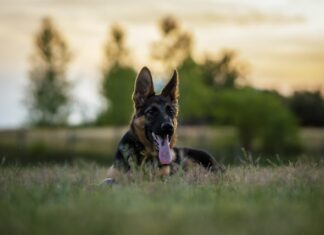 호주 퍼스, 매딩턴에서 독일 셰퍼드 공격 사건 nygi-K-KaMk4EmM0-unsplash
