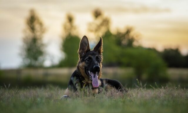 호주 퍼스, 매딩턴에서 독일 셰퍼드 공격 사건 nygi-K-KaMk4EmM0-unsplash