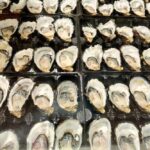 10.Fresh oysters on sale at the busy Sydney Fish Market. (Getty)_9news