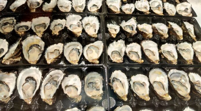 NSW 사우스코스트 굴 절도 잇따라…경찰, 값싼 굴 구매 경고 Fresh oysters on sale at the busy Sydney Fish Market. (Getty)_9news
