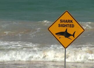 호주 NSW – 상어 공격 방지 위해 드론 배치 Shark-spotting drones will be deloyed at unpatrolled NSW beaches. (9News)