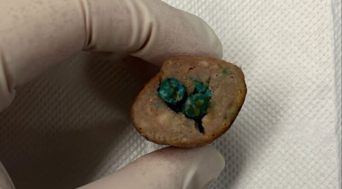 호주 시드니, 독살 소시지 주의보 Vets analyse a sample of the sausage with a green substance inserted inside it. (Facebook)_9news