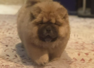 호주 퍼스 마운트 리치온서 희귀 혈통 강아지 도난 추정…가족 보상금 제시 Ra vanished without a trace from Harrison Road in Mount Richon along with three other dogs. (Nine)